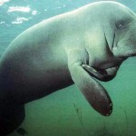 What the Manatee knows-