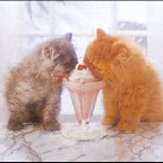 Kittens & Ice Cream