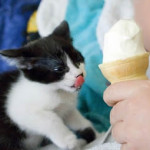 Kittens and Ice Cream
