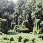 Kudzu